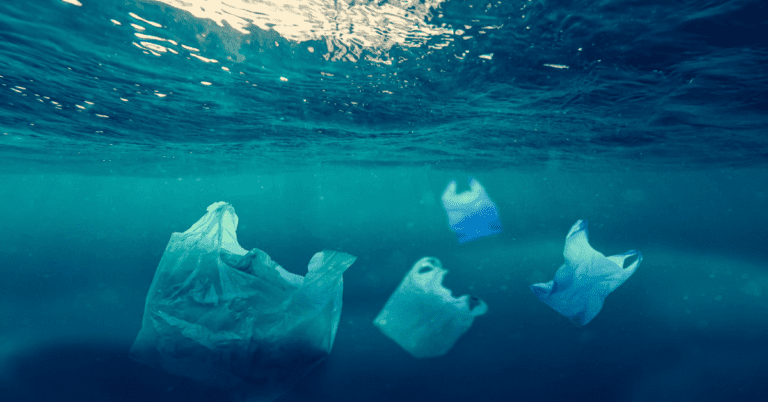 Four plastic bags floating underwater, their translucent appearance resembling jellyfish. The image highlights ocean pollution and the impact of plastic pollution on marine life.