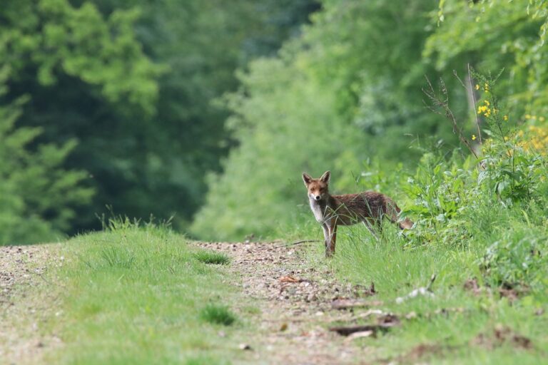 Photograph of a Red Fox, the most common fox species in New York, as it stands in a lush green forest, part of the fox’s natural ecosystem.