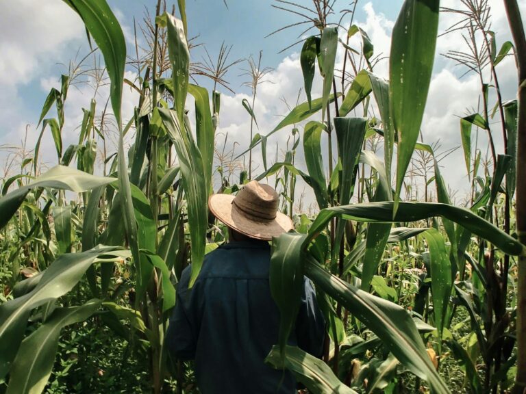A farmer stands in a cornfield with their back to the camera, as clouds form above the field.