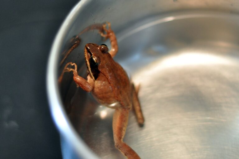 A small brown frog trying to climb out of an empty metal pot.