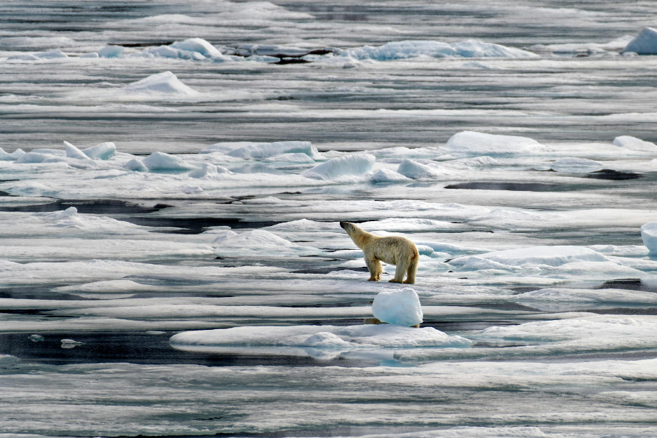 A polar bear stands on melting sea ice in the Arctic Ocean.